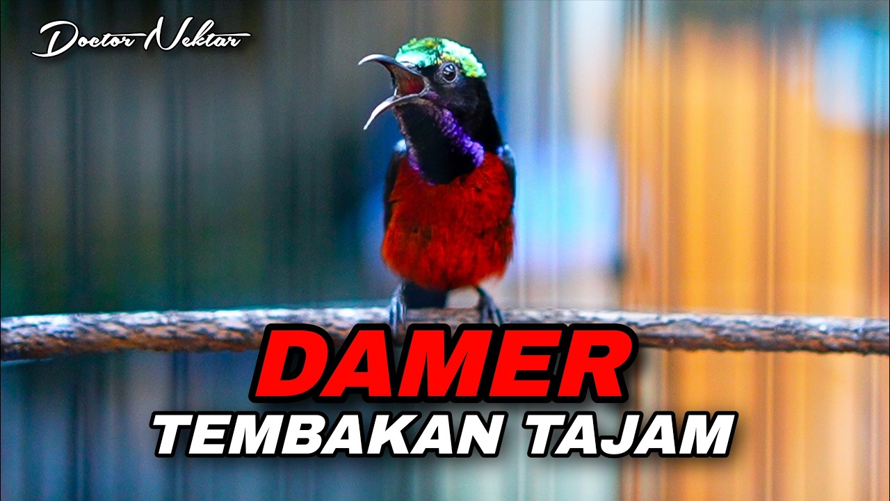 KOLIBRI NINJA !! MASTERAN BURUNG BESAR MURAI BATU COCOK UNTUK ISIAN TONJOLAN KASAR MELENGKING TAJAM