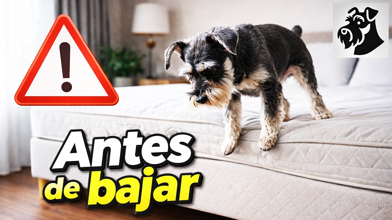 ¿Tu perro pequeño salta de la cama? Mira esto antes