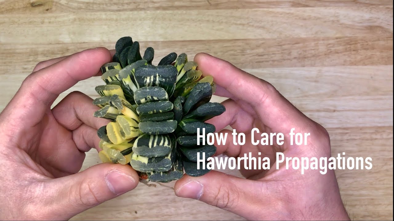 How to Care for Haworthia Propagations