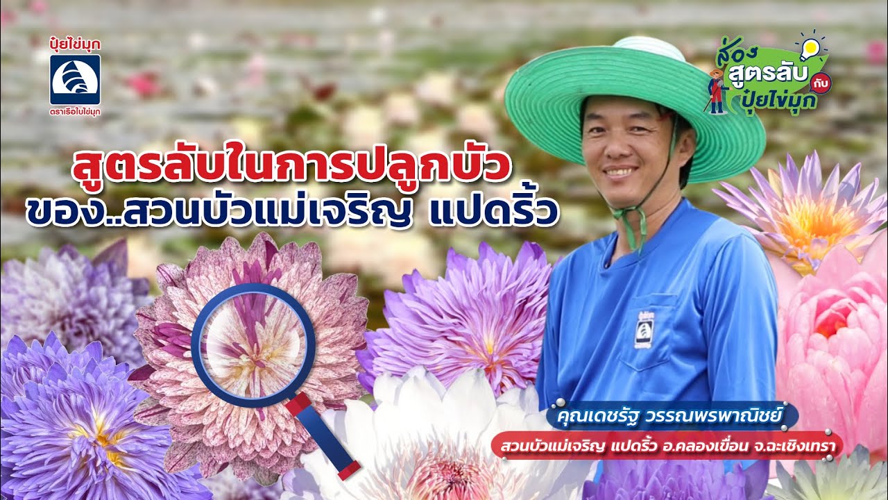 ส่องสูตรลับกับปุ๋ยไข่มุก ตอน สูตรลับในการปลูกบัวประดับของสวนบัวแม่เจริญแปดริ้ว