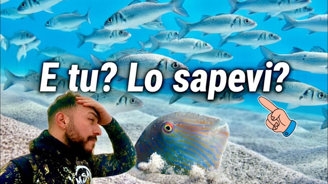 E tu? Lo sapevi? L’inverno e la pescasub, SARAGO PIZZUTO da paura. Il crudo e la tartare di SPIGOLA!