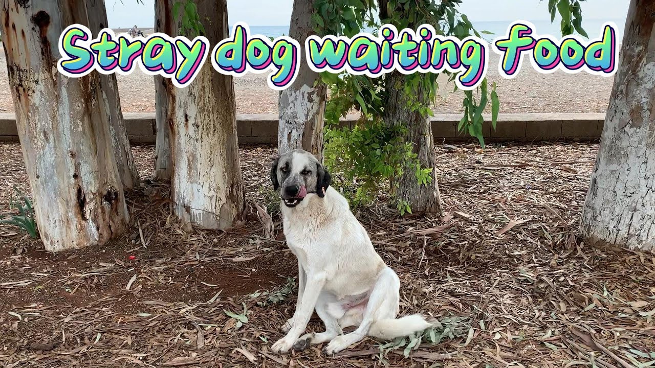 Stray dog ​​waiting for food