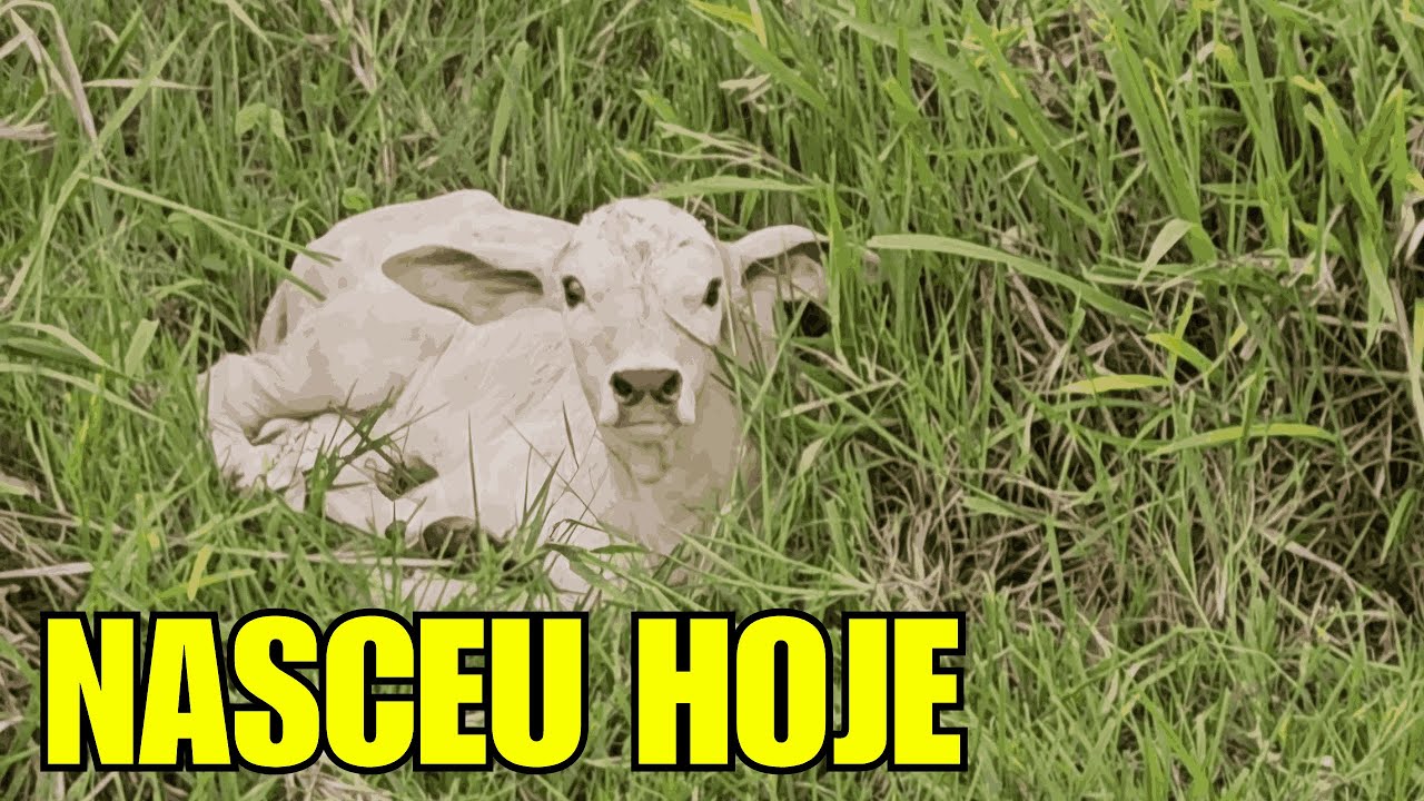 Rodando a maternidade e encontrando bezerros novos 🐂