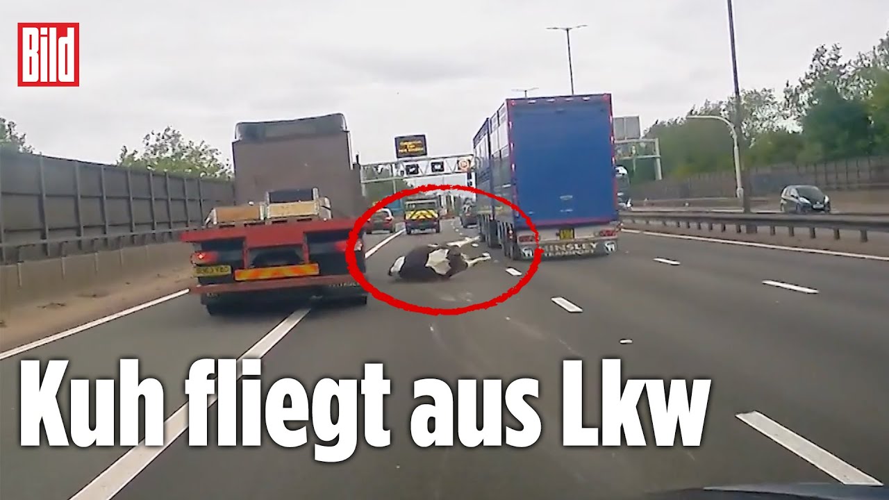 Irres Dashcam-Video: Plötzlich liegt 'ne Kuh auf der Autobahn