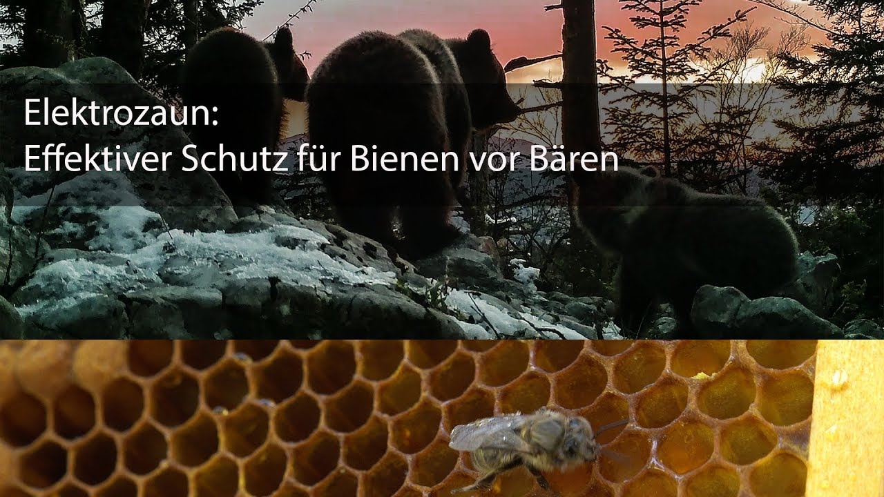 B&Auml;REN & BIENEN | Elektroz&auml;une halten B&auml;ren fern