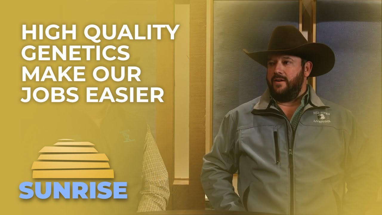 Высококачественная генетика облегчает нашу работу | Superior Livestock Sunrise