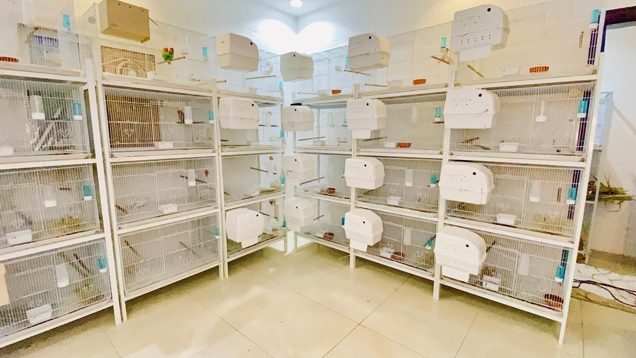 What ideal cage size of lovebird @Tchic5