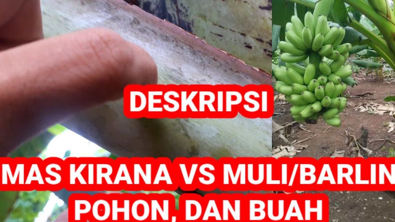 Pisang Maskirana dan Pisang Muli/Barlin.. 🍌orang2 suka keliru🍌🍌‼️‼️