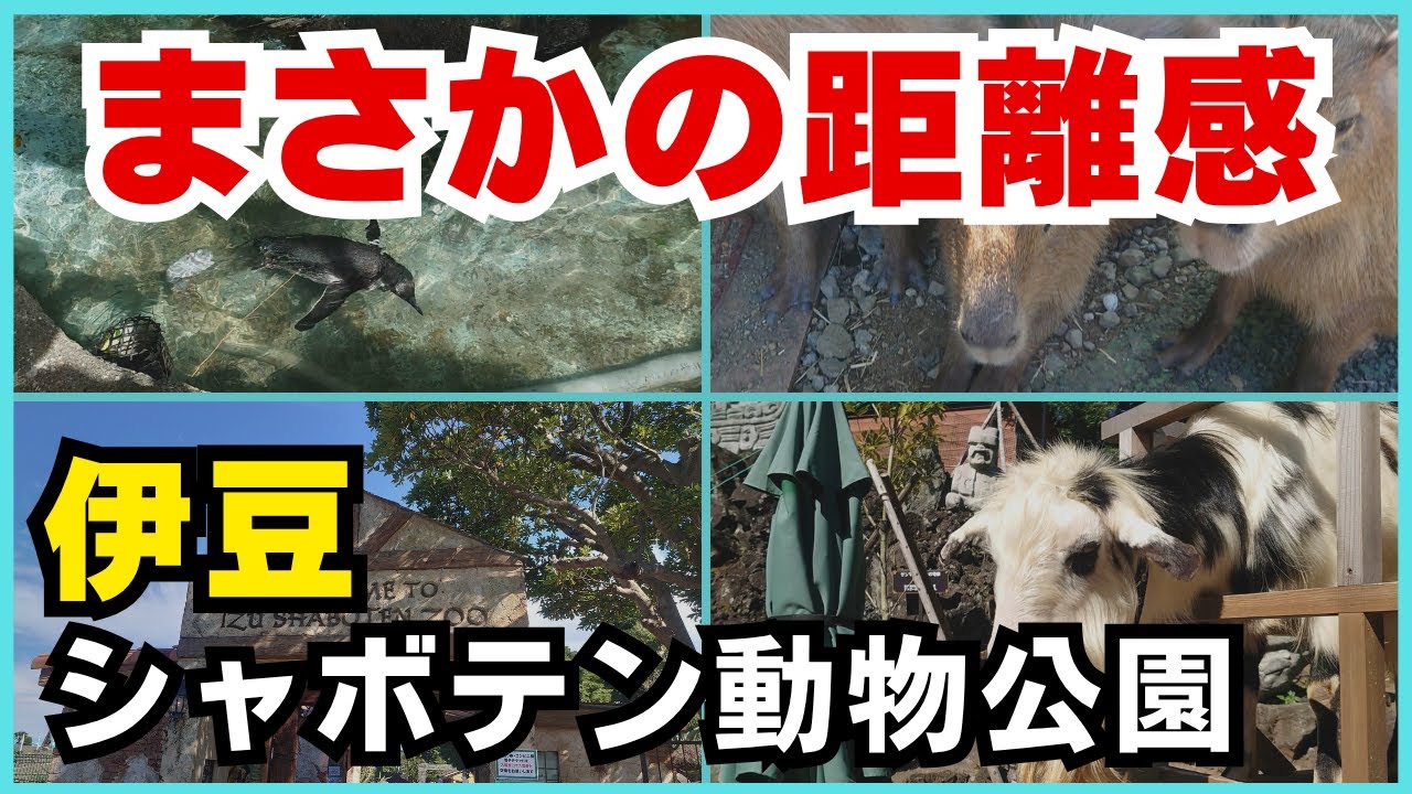 【伊豆シャボテン動物公園】伊豆観光 距離感ゼロの体験が楽しめる伊豆シャボテン動物公園がヤバすぎた