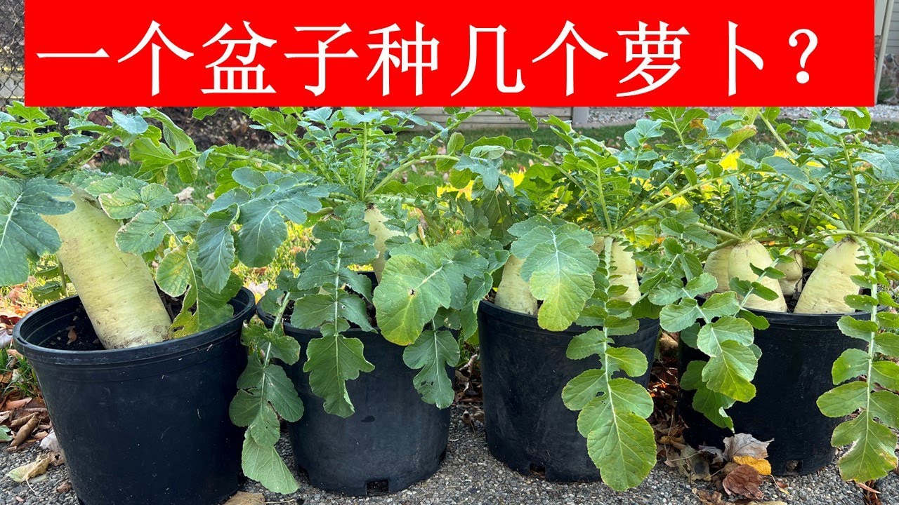 盆栽大萝卜：一个盆子种几棵，产量最高？