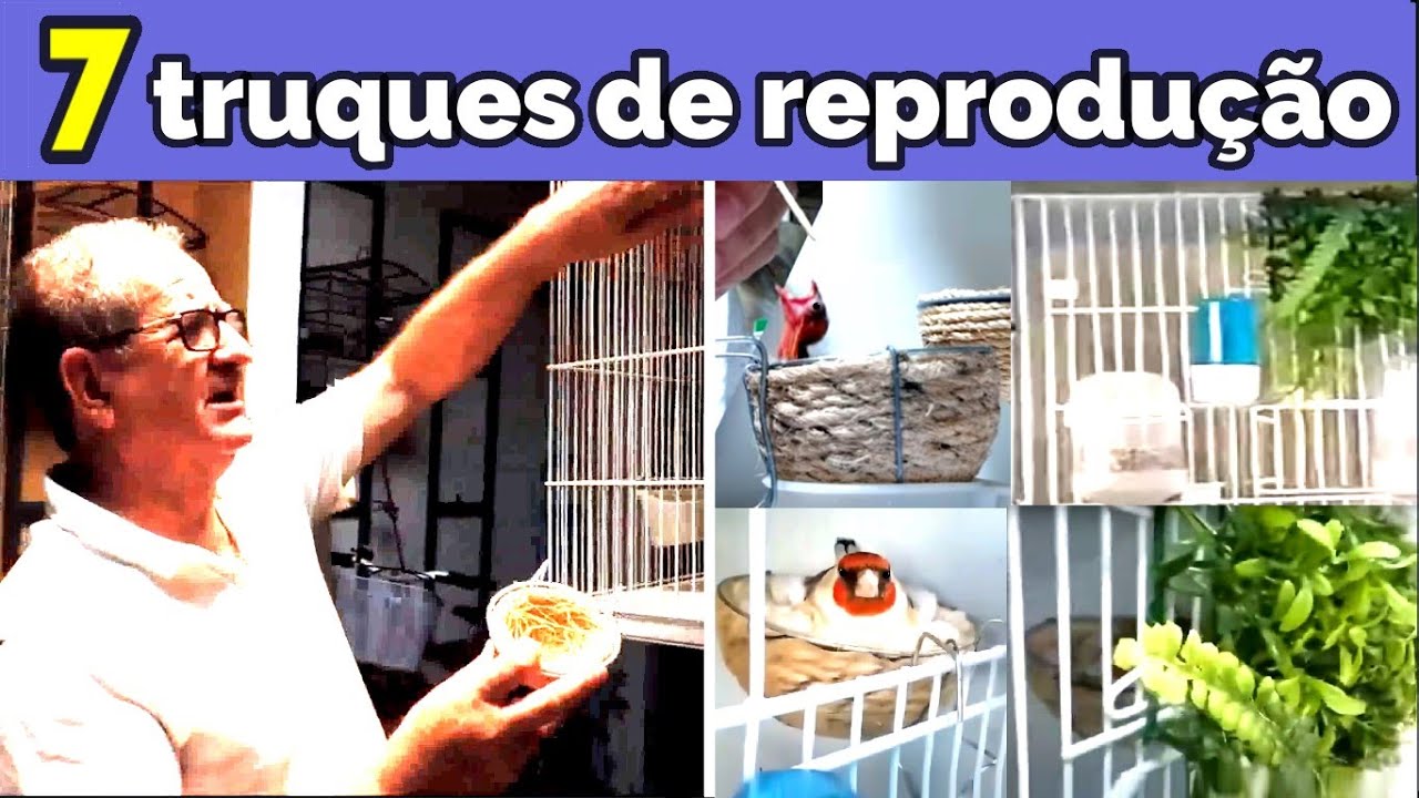 7 SEGREDOS DA REPRODUÇÃO DO PINTASSILGO PORTUGUÊS - Carduelis carduelis