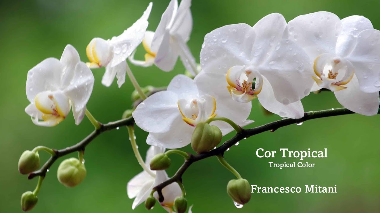 Cor Tropical 　（トロピカル・カラー）