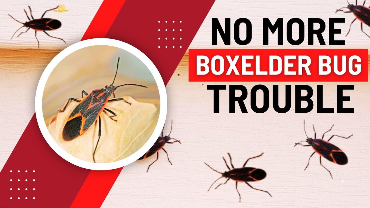 How To Deal With A Boxelder Bug Infestation (Easy Proven Methods)