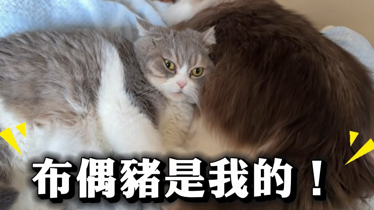 按摩師貓貓吃醋風波：背著我偷食！幫我配點傷感bgm🤣