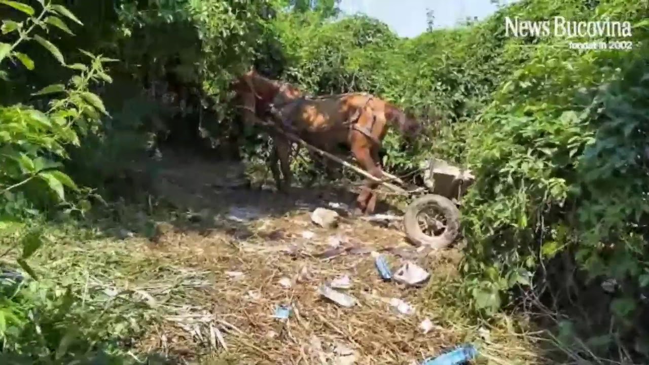 Politia Animalelor Suceava a intrat în priză - primul caz de plasare de cai din municipiu