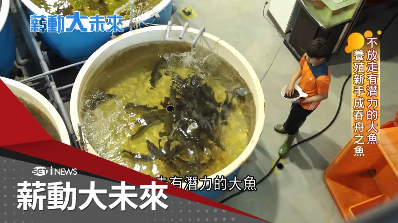 AI系統科技養魚 金目鱸魚外銷日本澳洲 魚苗選育潛力大魚 漁業小白成養殖大戶 不放走有潛力的大魚 養殖新手成吞舟之魚｜【薪動大未來】20240408｜三立iNEWS