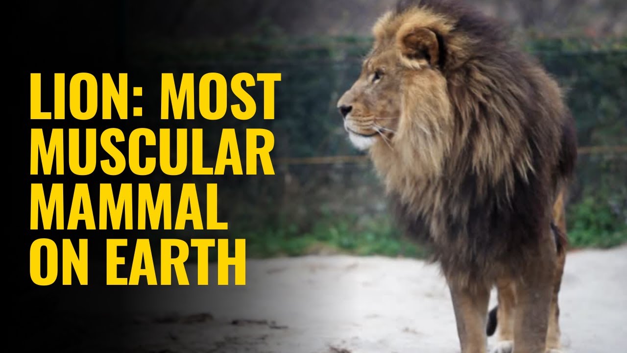 Lion: The most muscular mammal on Earth