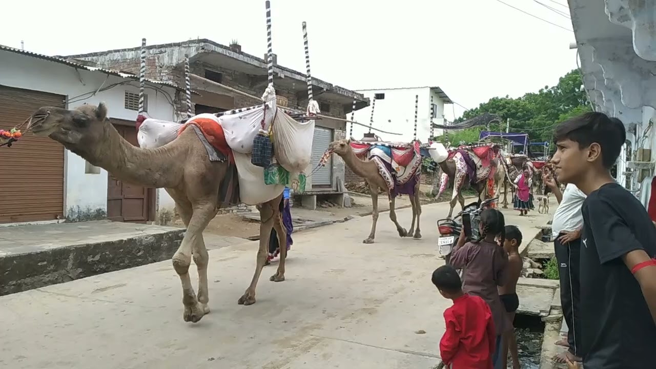 घटियावली में ऊँट