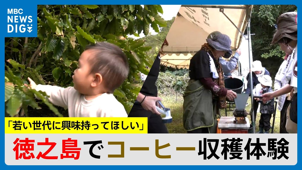 徳之島で“コーヒーの実”収穫体験　「若い世代に興味持ってほしい」　鹿児島（MBCニューズナウ 2025年2月11日放送）