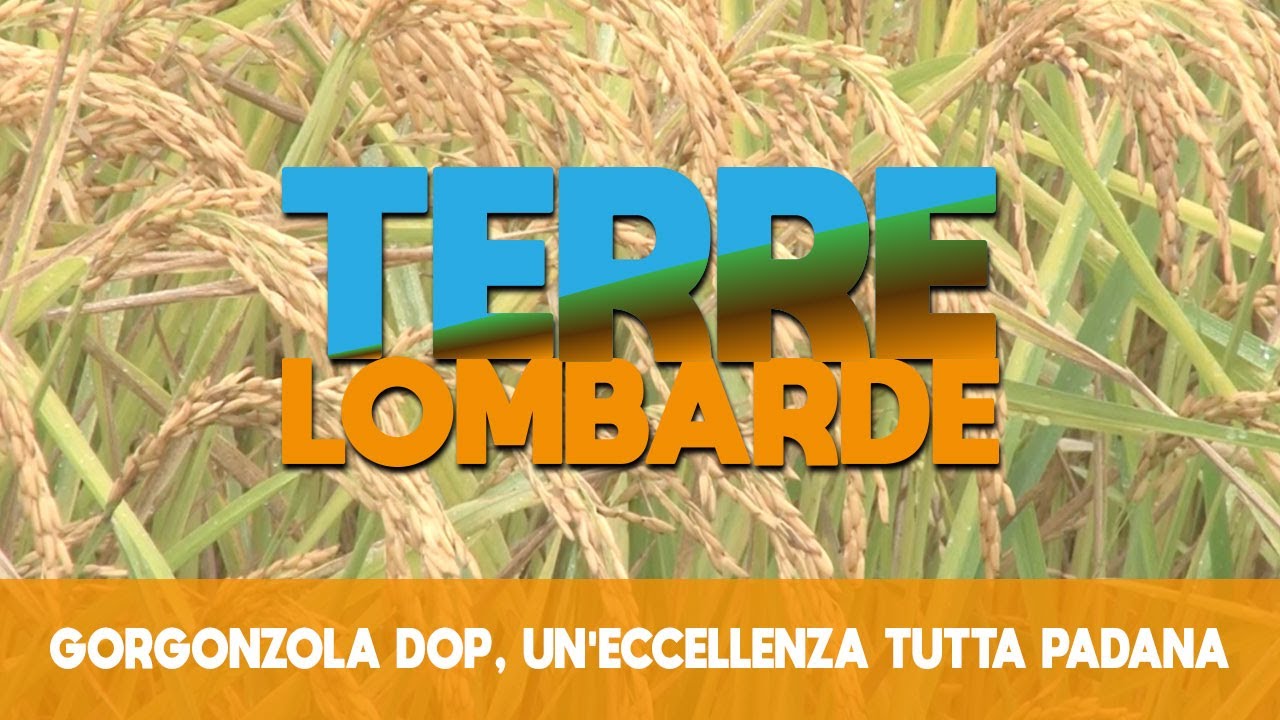 Terre Lombarde - Gorgonzola Dop, un'eccellenza tutta padana