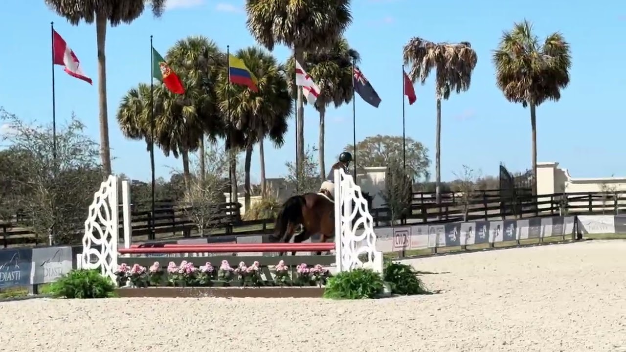 Señor Wanabi ESH - 2022 Hanoverian Gelding by Sir Wanabi