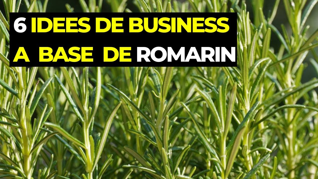6 IDEES DE BUSINESS en Or &agrave; D&eacute;velopper &agrave; Base du ROMARIN