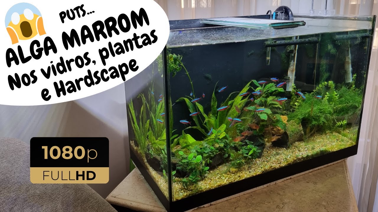 ALGA MARROM NO AQUÁRIO | Por Que Surge, Como Reduzir, Dicas e Mais