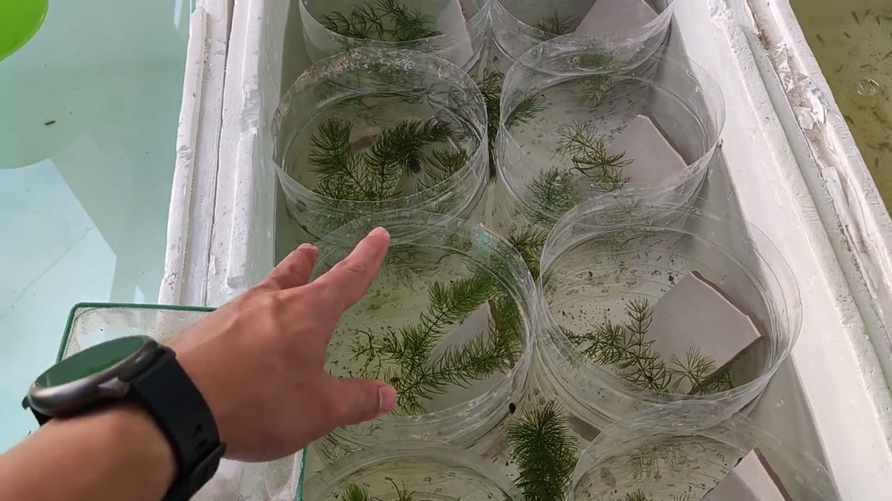 White Polar Parrot Cichlids Mass breeding using only Mineral water  Bottles