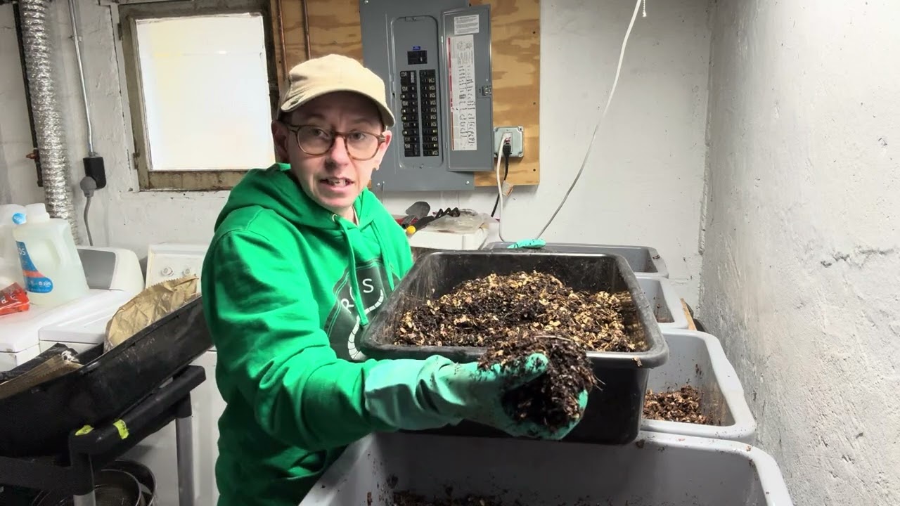Prepping bins and tucking in 16 THOUSAND red wigglers cocoons!