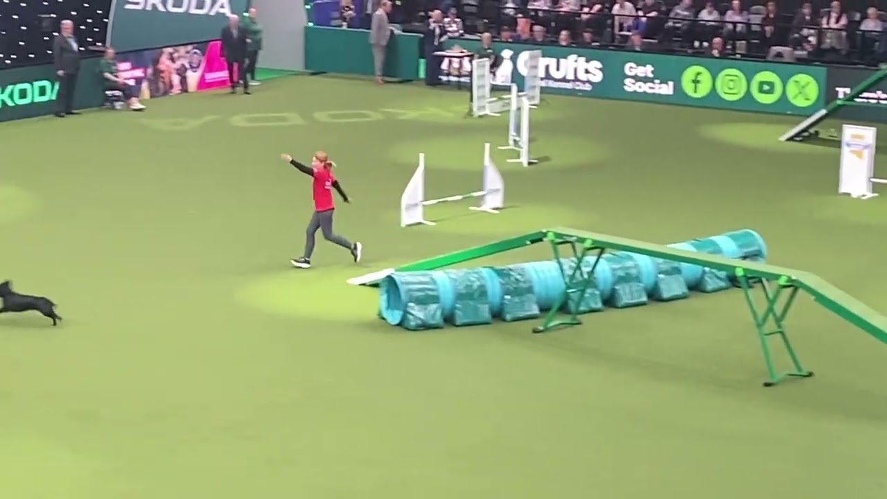 Spaniel agility Crufts 5 March 2026