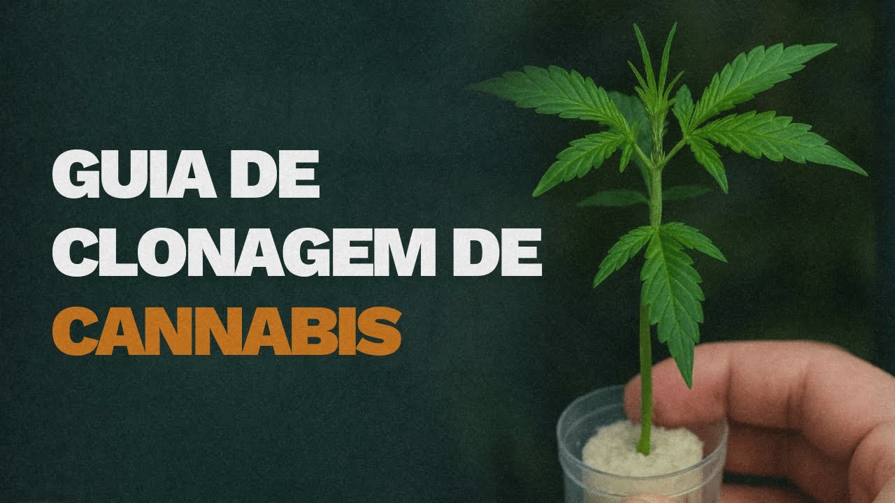 Como Clonar Cannabis do Zero: Guia Completo para Preservar Gen&eacute;ticas e Turbinar Seu Cultivo