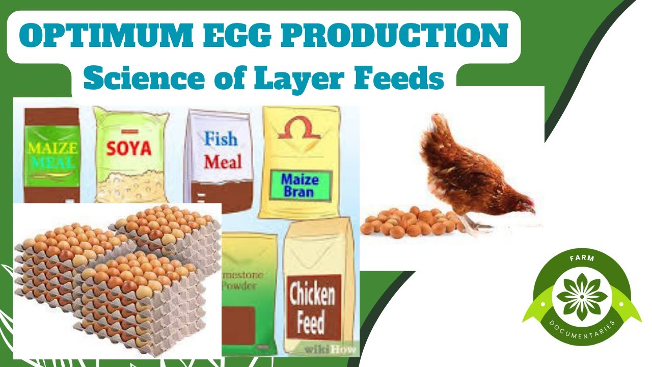 The Science of Layers: Feeding Egg-Laying Chickens#egg #layerchicken