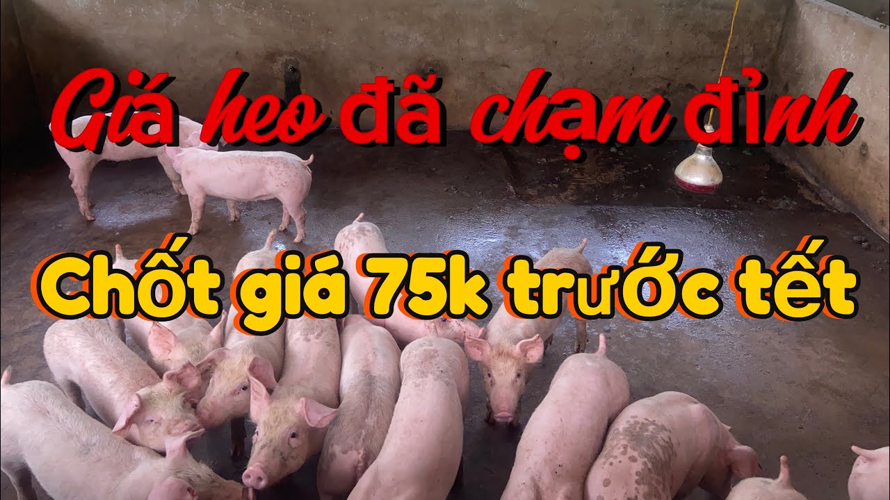 Giá heo đã chạm đỉnh 75k anh chị vào heo giống hết chưa…? #congchannuoi 