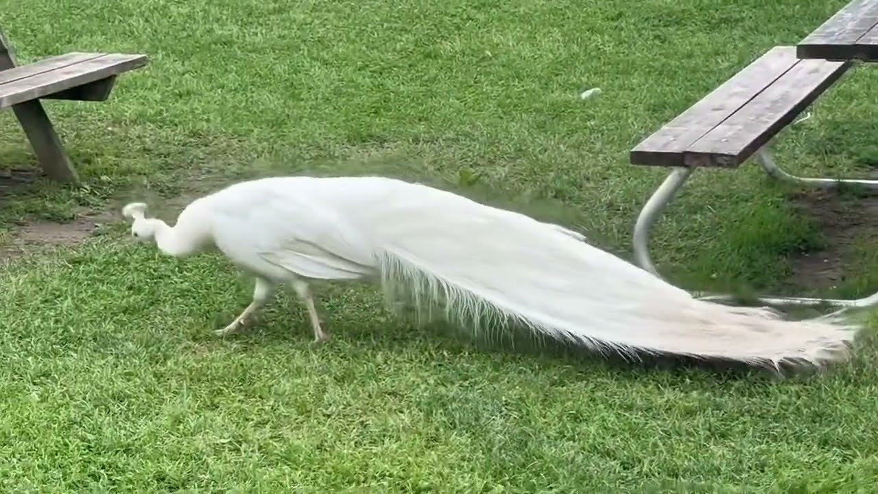 Beautiful Dancing  and singing peacock