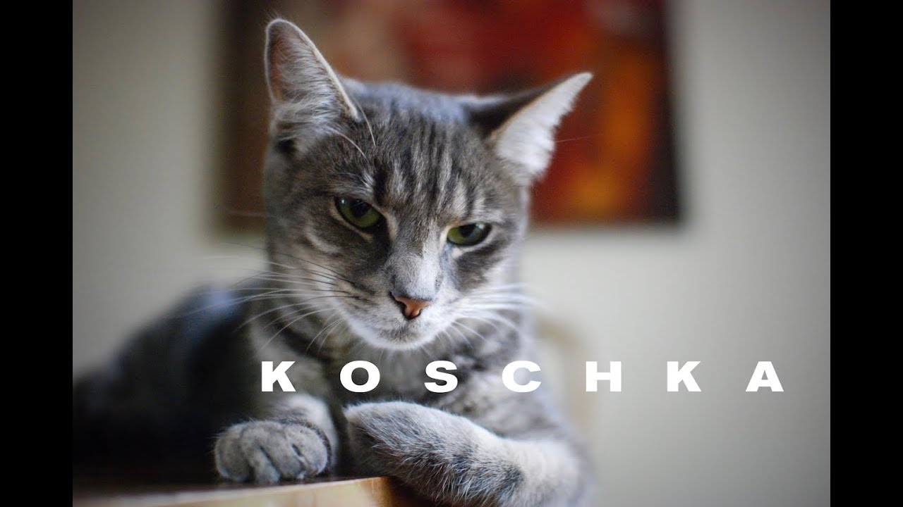 KOSCHKA Teaser 1
