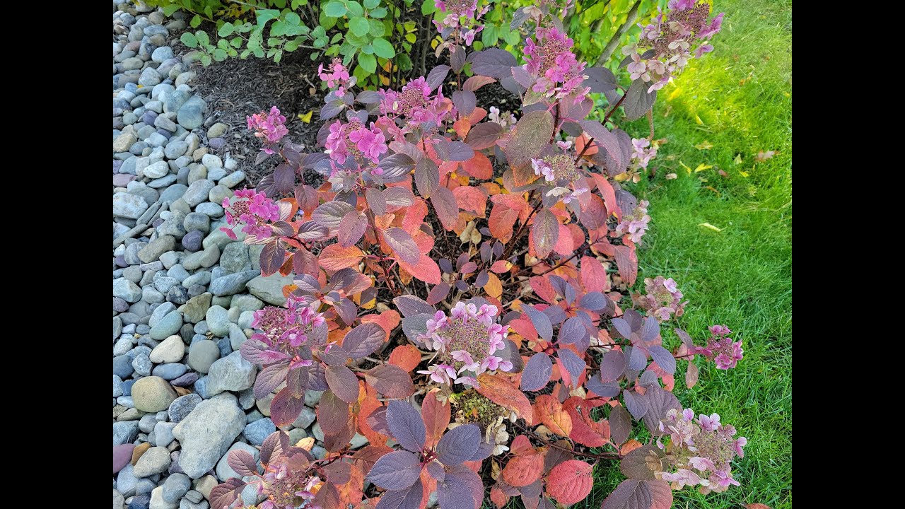 Stunning plants for fall interest // The Restless Gardener