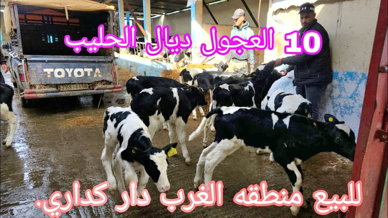 10 العجول ديال الحليب   للبيع منطقه الغرب دار كداري. 0661282165🐄🐄👑