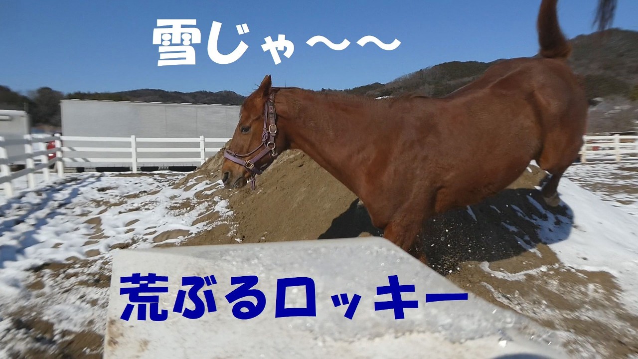 雪の翌日、テンション上がるロッキー