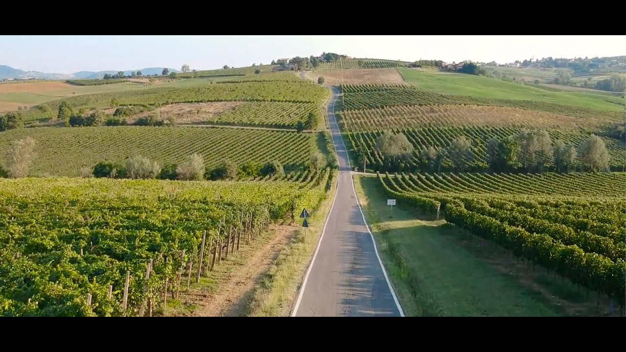 Oro Giallo la Malvasia di Candia piacentina