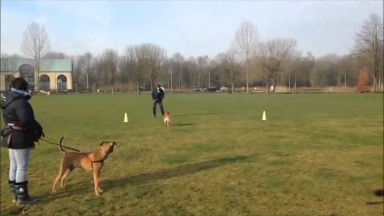 DogStars Hondenschool - oefenen met 'Hierkomen'