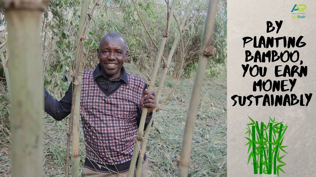 Make money through bamboo farming. they have over 1000+ through value addition