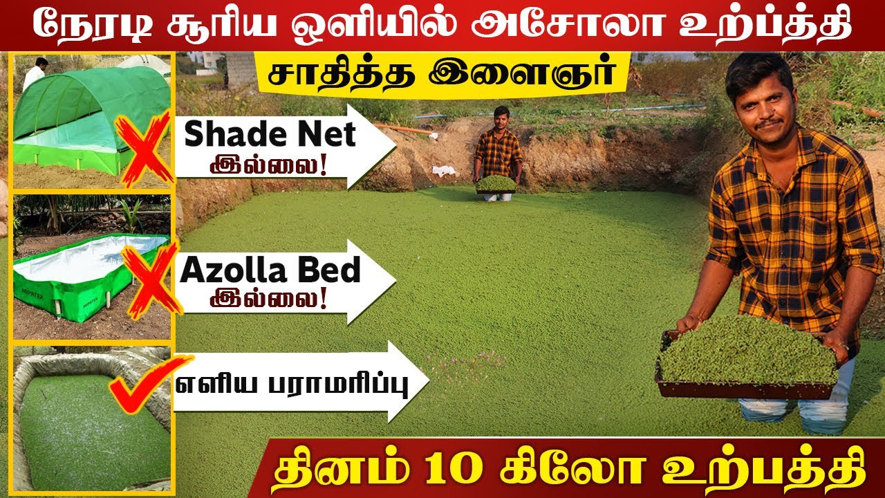 அசோலா வளர்ப்பு கால் நடைகளுக்கு மட்டுமா? மதிப்புக்கூட்டலில் அசத்தும் இளைஞர். | அனுபவ பதிவு | TV malai