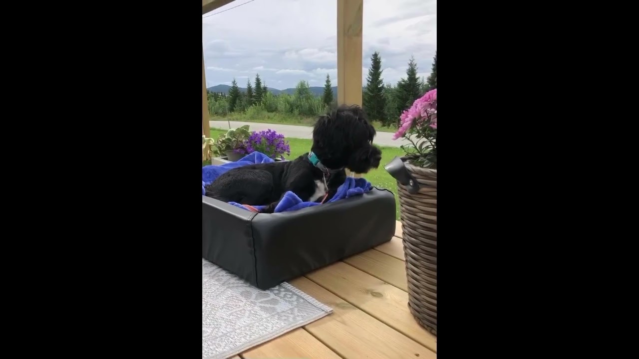 Tibetan Terrier ❤️: Pros and Cons of the Breed