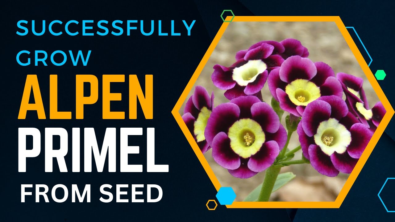 How to Successfully Grow Alpen Primel from Seed