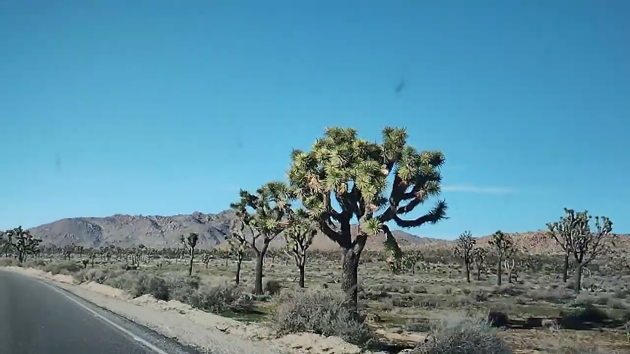 1/14　ジョシュアツリー国立公園 1 / Joshua Tree national park 1