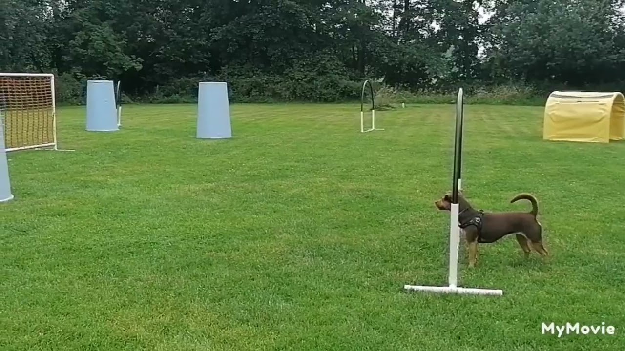 Driekus, Fion en Eevie aan het hooperen bij Esthers hondenschool. 