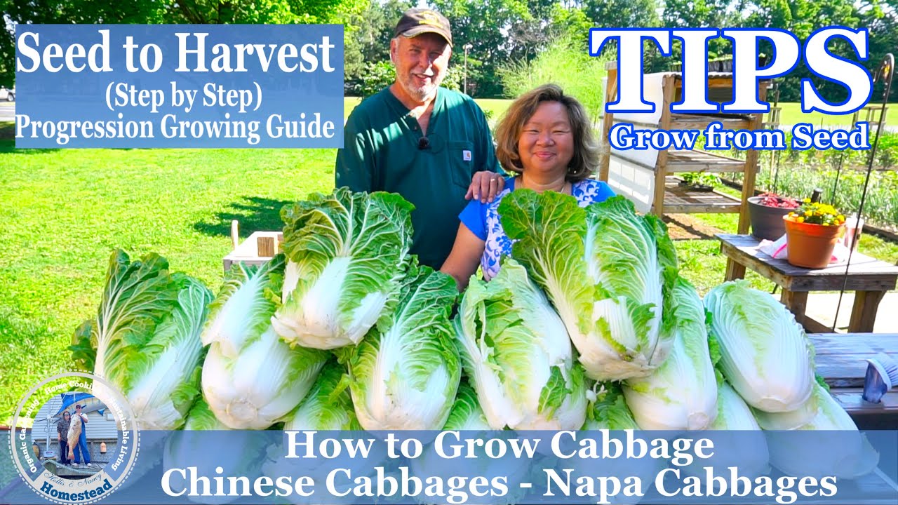 How to Grow Chinese Cabbage - Napa Cabbage  -  TIPS Growing Cabbage From Seeds