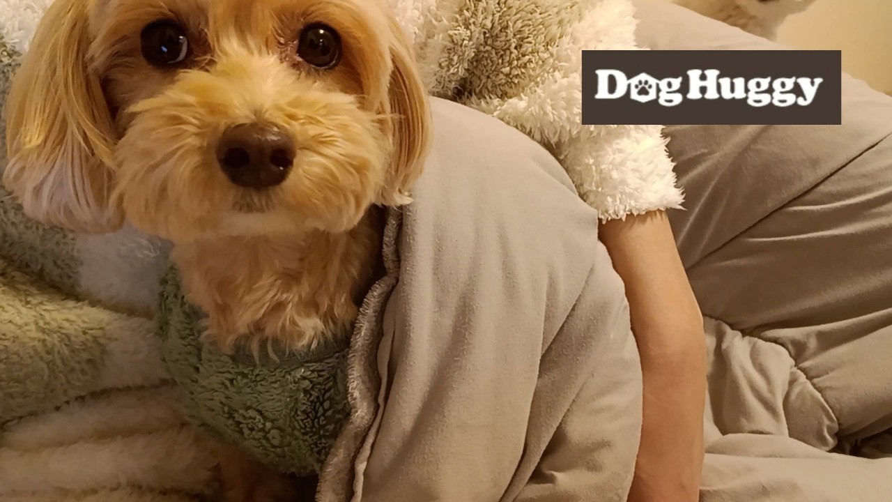 マルプーのチャロちゃん【DogHuggy お預かり動画‎´•ﻌ•`🐾】