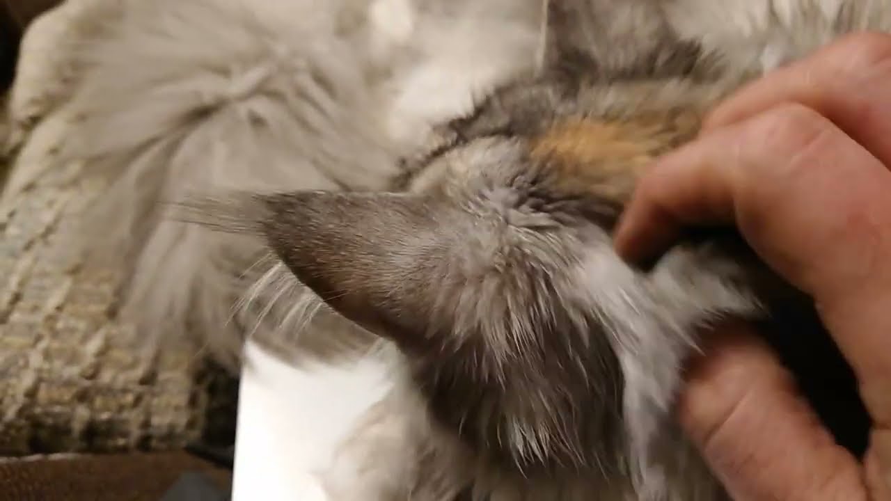 Lise's Blissful Moments: A Relaxing Maine Coon Cuddle Session