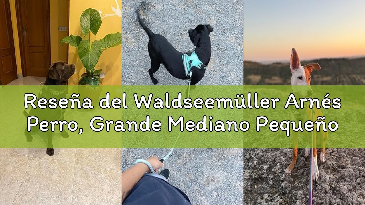 Reseña del Waldseemüller Arnés Perro, Grande Mediano Pequeño Arnés Pecho Antitirones Perros con Asa
